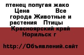 птенец попугая жако  › Цена ­ 60 000 - Все города Животные и растения » Птицы   . Красноярский край,Норильск г.